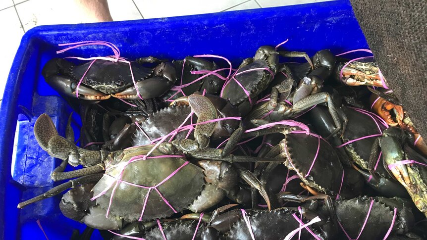 A blue plastic tub full of tied-up mud crabs