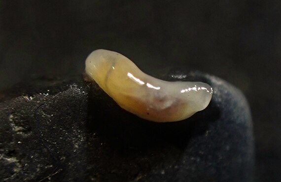 Scientist reminisces on discovery of Kiama's Smeagol slug - ABC listen
