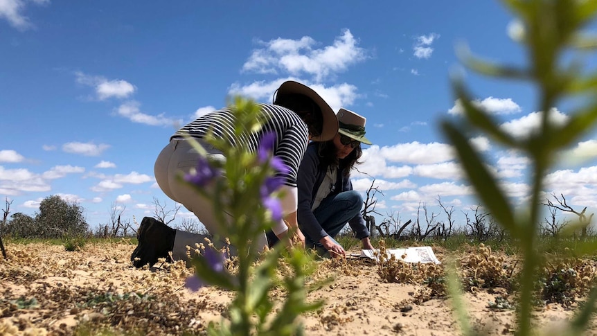 Two people kneel on sandy soil, dead trees against a blue sky in the background, green plants with purple flowers in foreground.