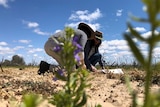 Two people kneel on sandy soil, dead trees against a blue sky in the background, green plants with purple flowers in foreground.