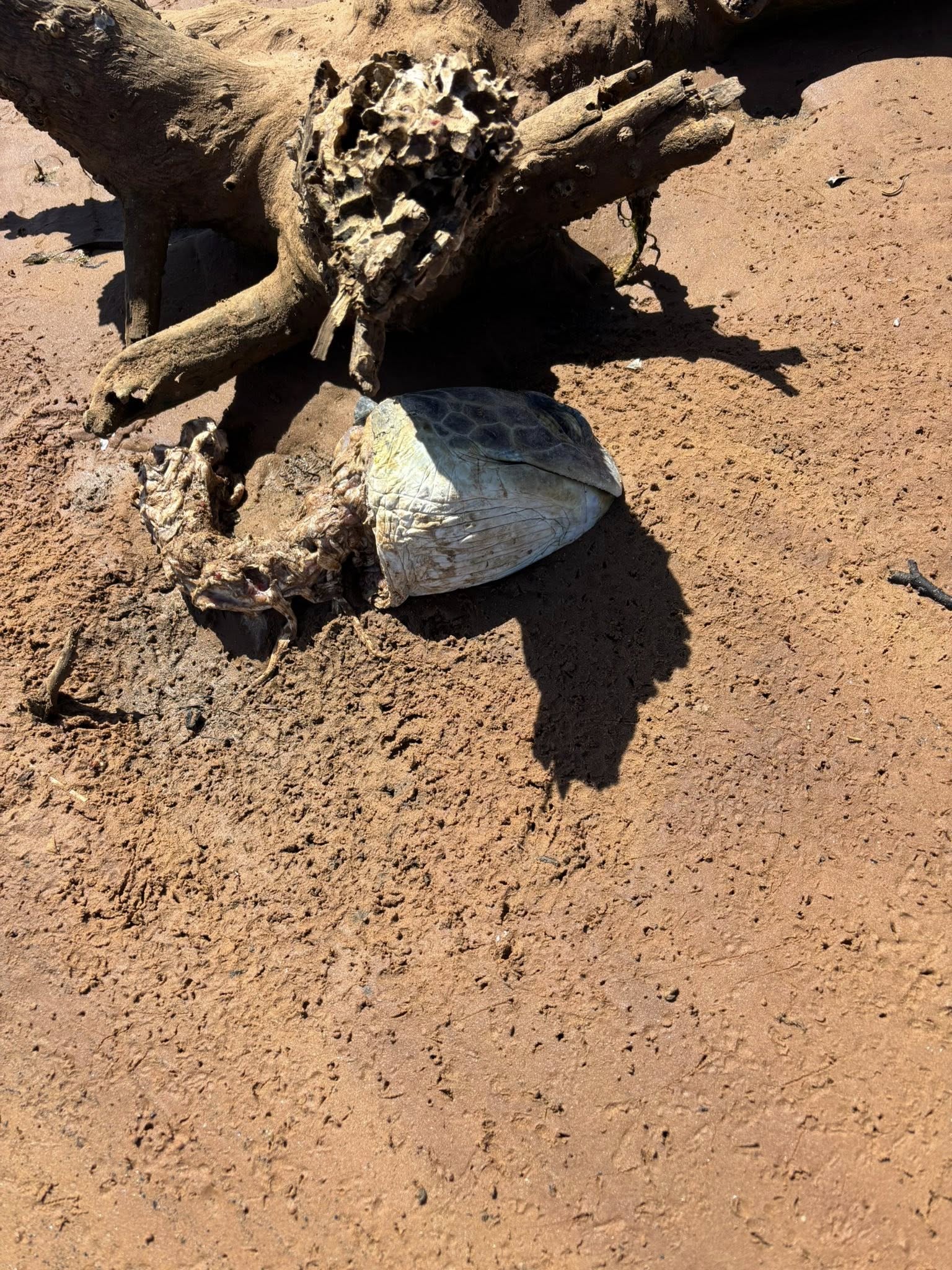 Cabeça de tartaruga com coluna anexada na praia.