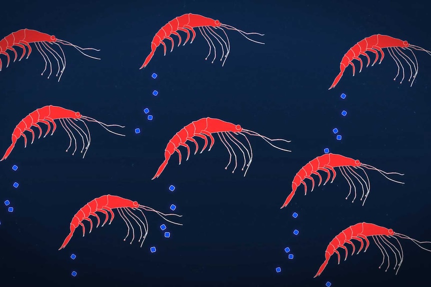 Illustration of multiple brightly coloured Krill depositing waste in ocean.
