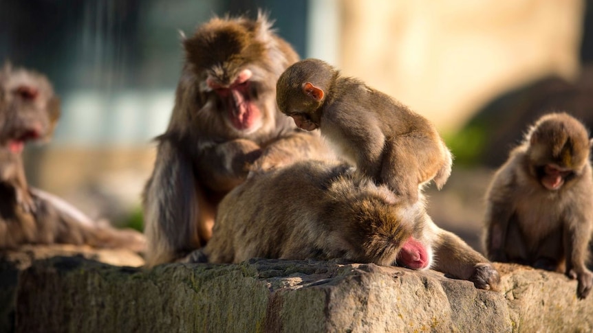 Japanese macaques at Launceston's City Park.