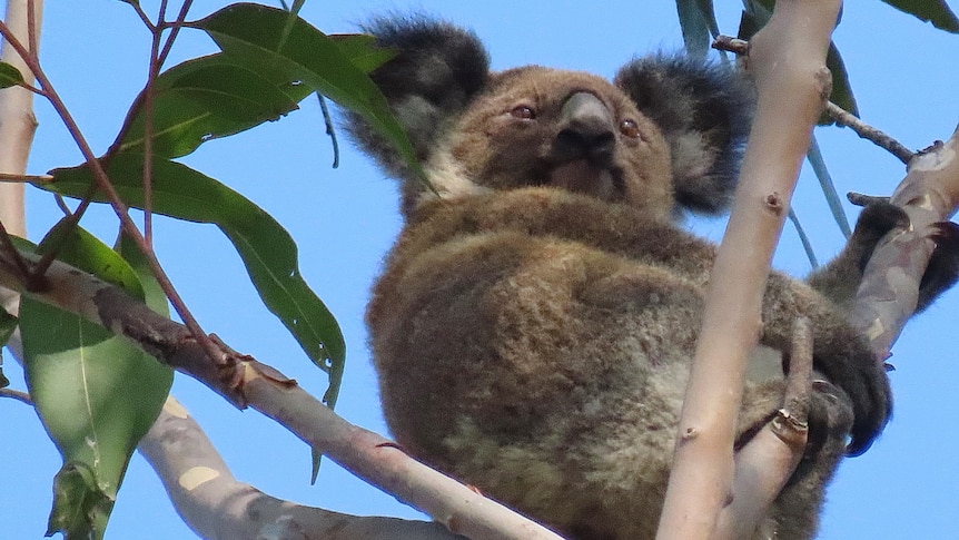 La North East Forest Alliance déplore la perte du tribunal foncier et environnemental et affirme que les koalas en souffriront