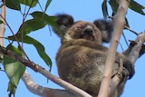 A koala sitting in a tree