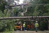 Workers remove downed trees during cleanup operations in the aftermath of Hurricane Hermine in Tallahassee, Florida.