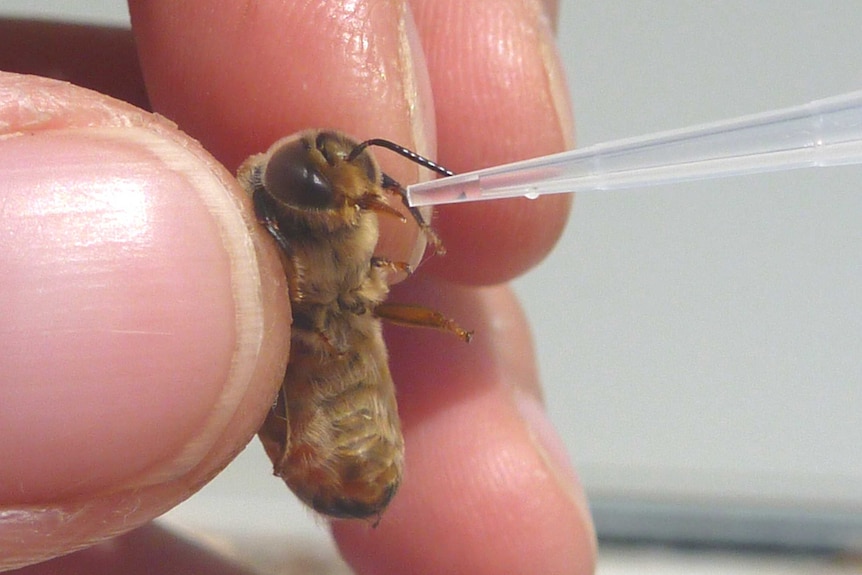 Close up photograph of a hand holding a bee between two fingers that is being fed through a pipette.