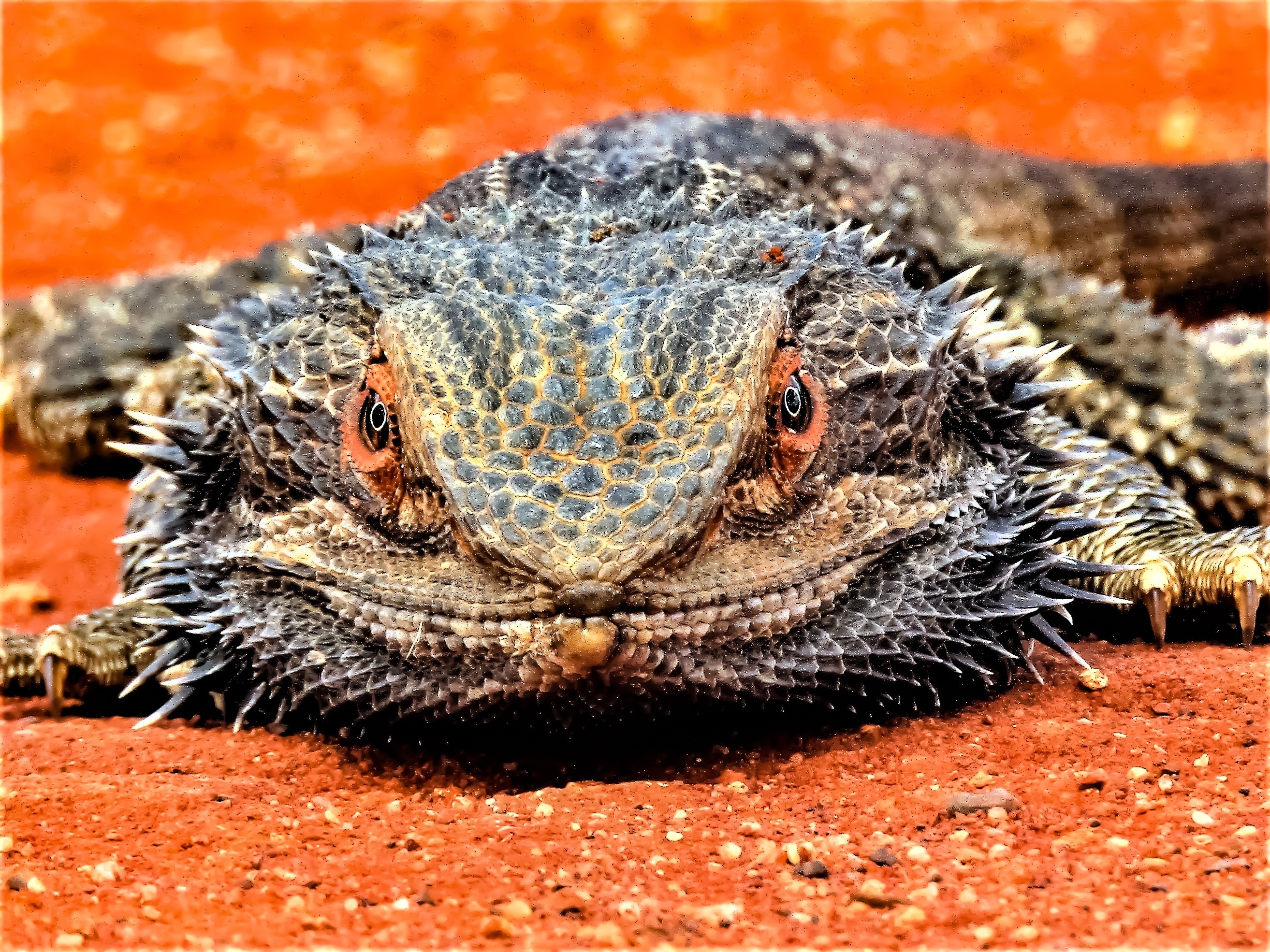 A lizard looking straight at the camera up and close