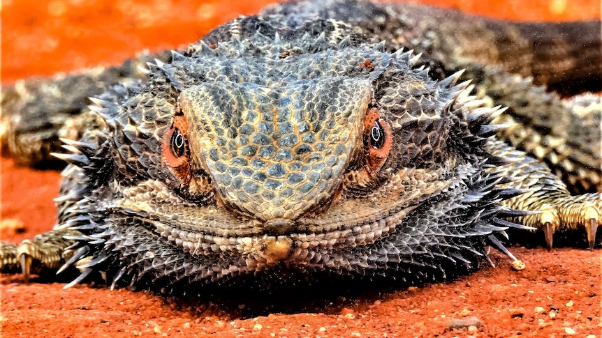 A lizard looking straight at the camera up and close