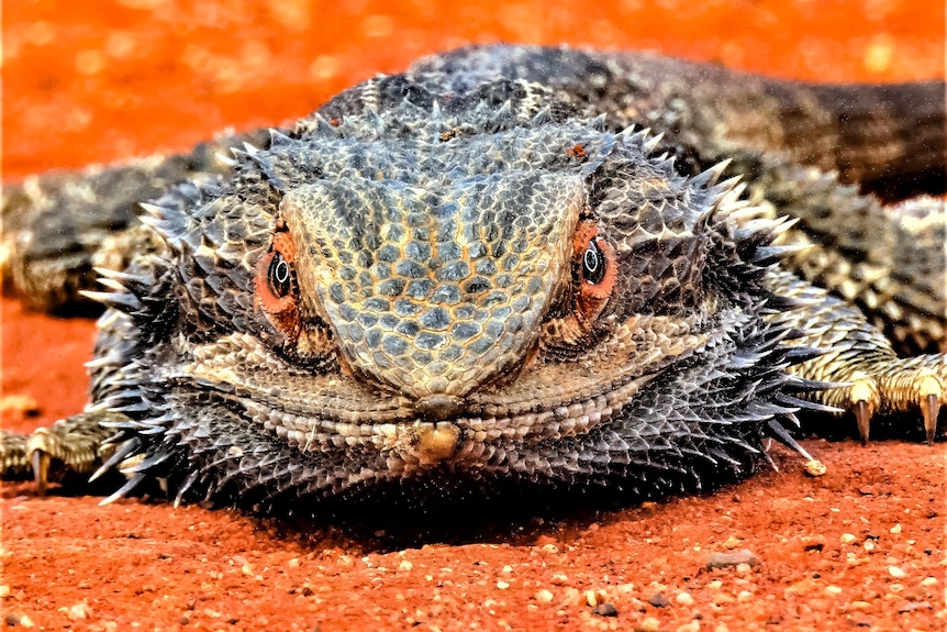 A lizard looking straight at the camera up and close