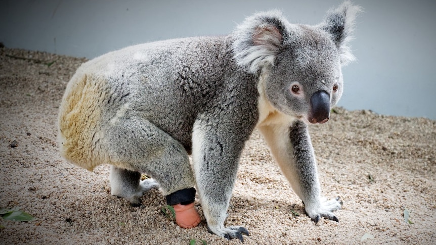 Triumph the koala using his prosthetic limb to walk