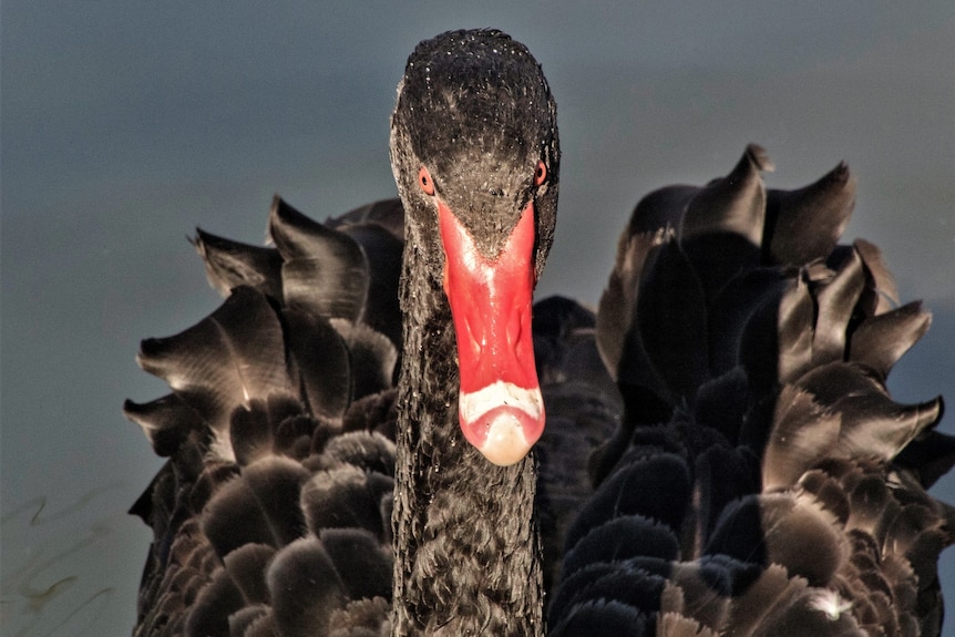 A black swan close up