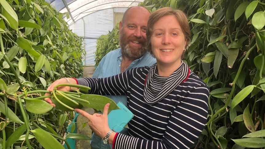 Two people standing in the greenhouse amongst lush vines, hold up a hand of green vanilla beans.