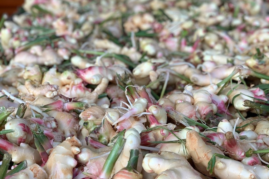 Fresh ginger piled on a bench.