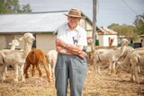 An elderly woman stands with some alpacas