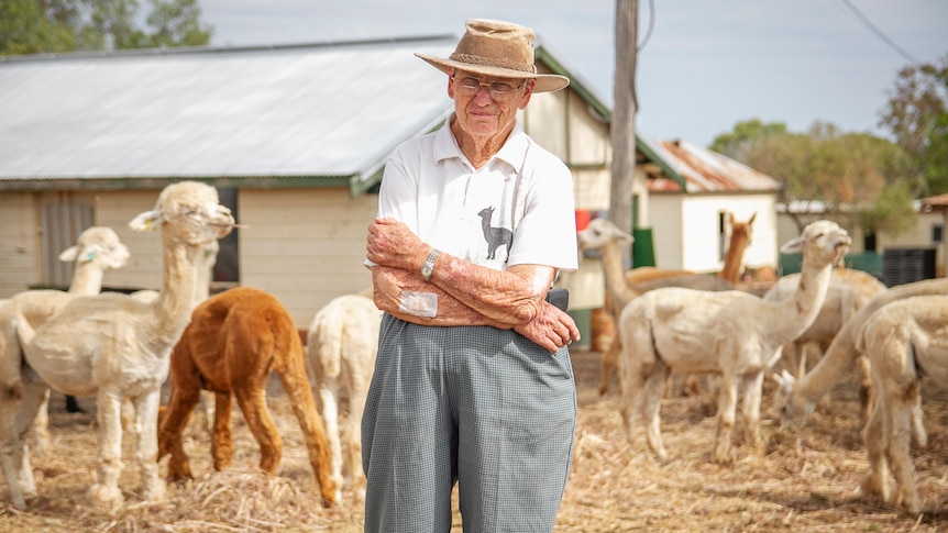 An elderly woman stands with some alpacas