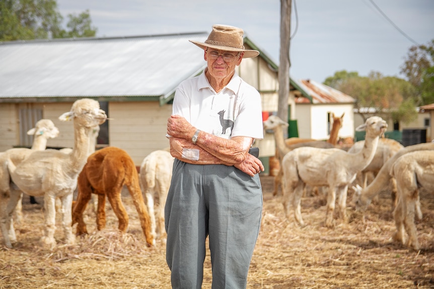 An elderly woman in a hat stands in a pen full of alpacas.