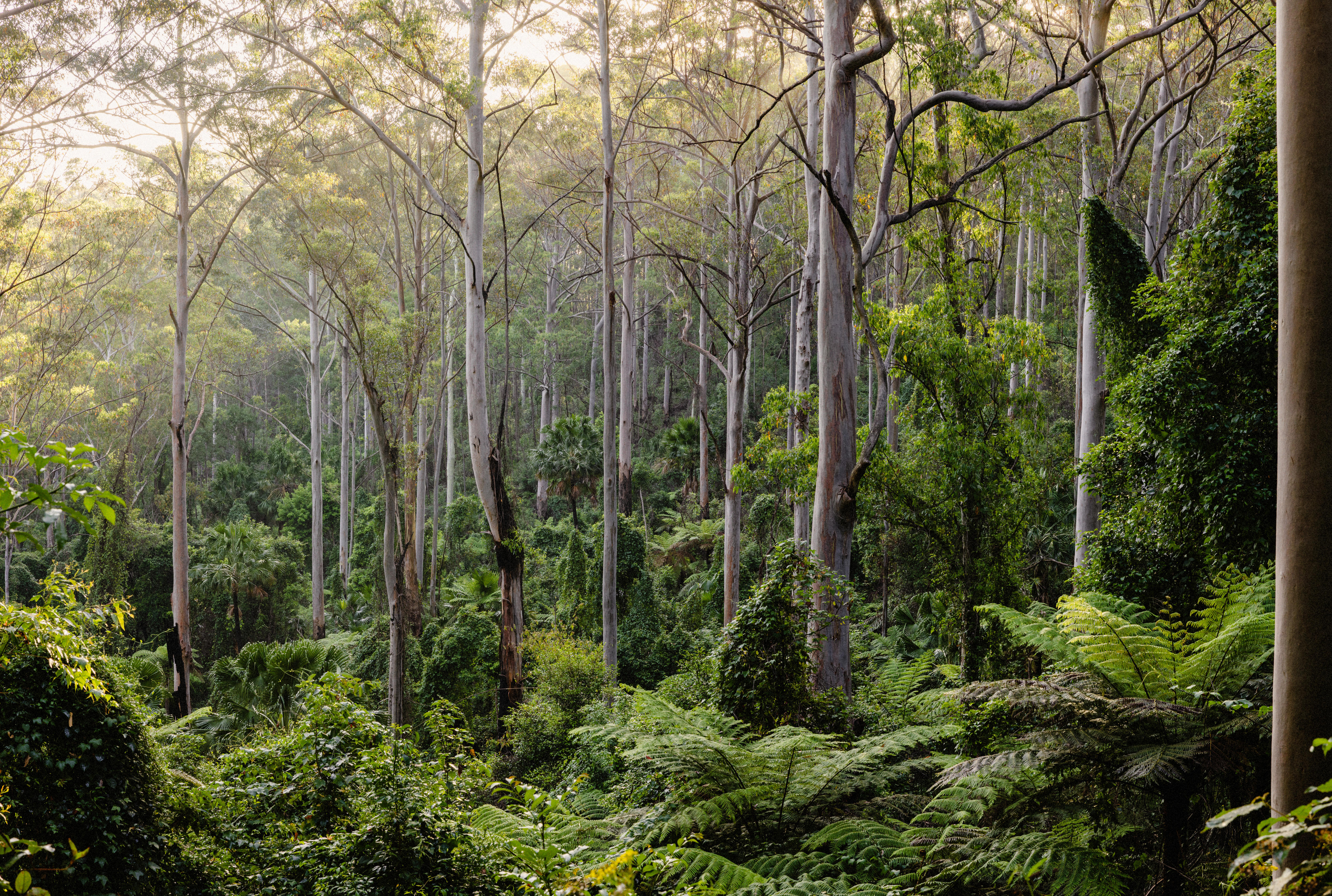 Bosque estatal de North Brooman
