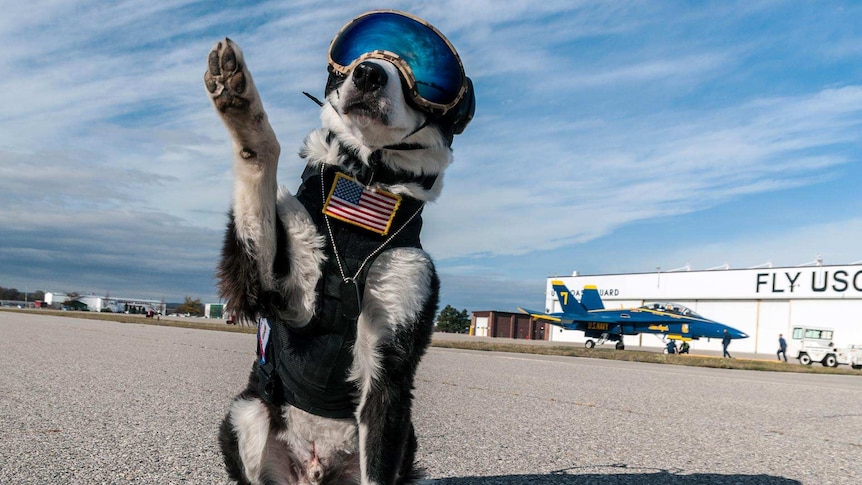 K-9 Piper works on a runway.