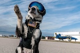 K-9 Piper works on a runway.