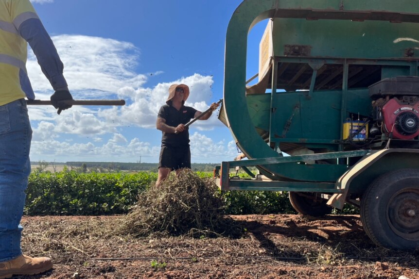 Two men holding sticks work behind a peanut harvester around them the land has been cleared of the crop