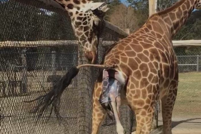 Giraffe born at Mogo Zoo