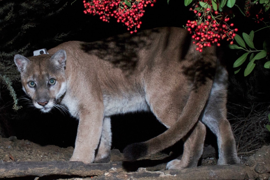 A mountain lion stares directly at the camera. It is wearing a tracking tag.