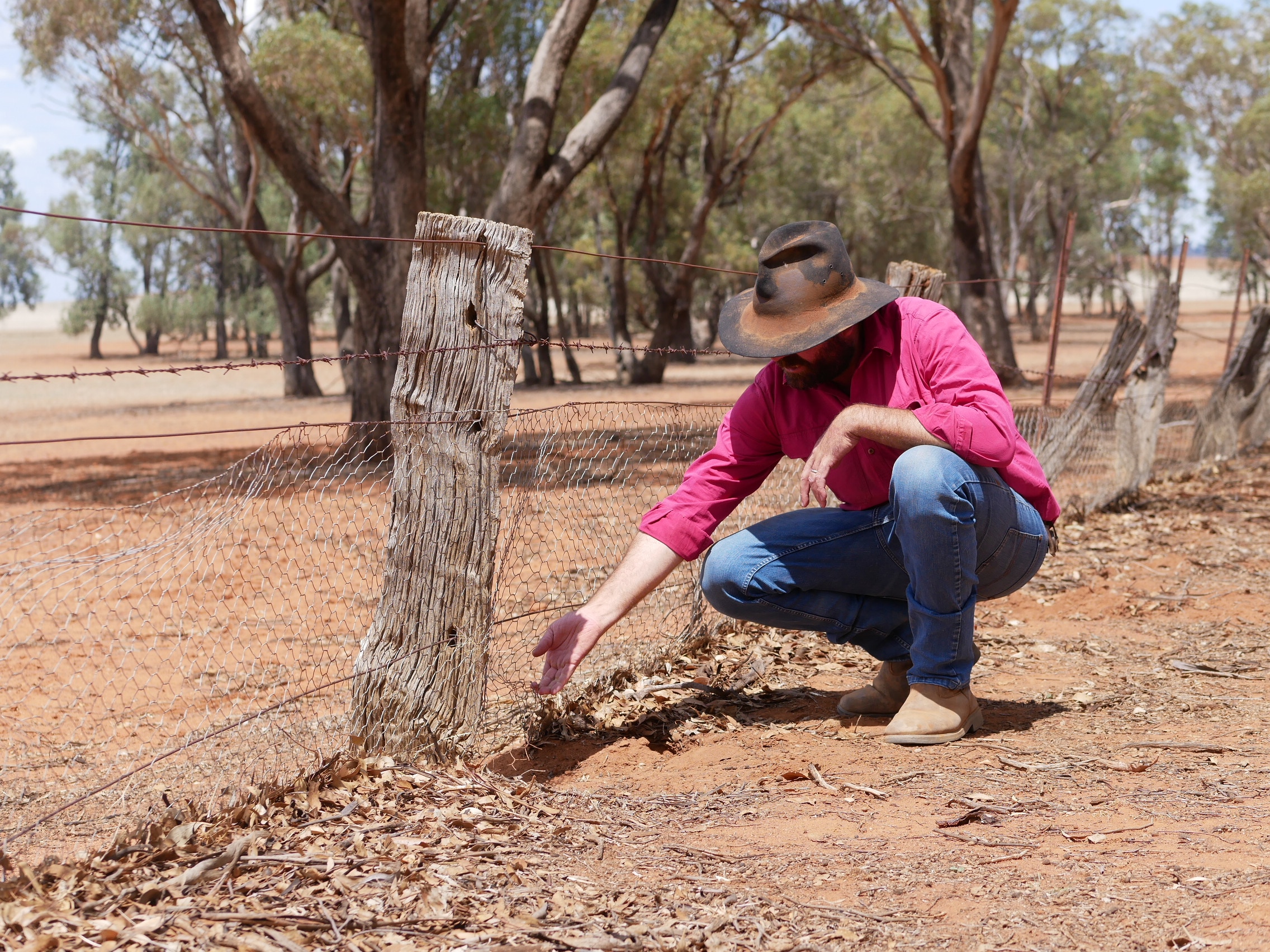 El granjero Peter O'Brien se arrodilla junto a la valla por donde pasan los conejos. 
