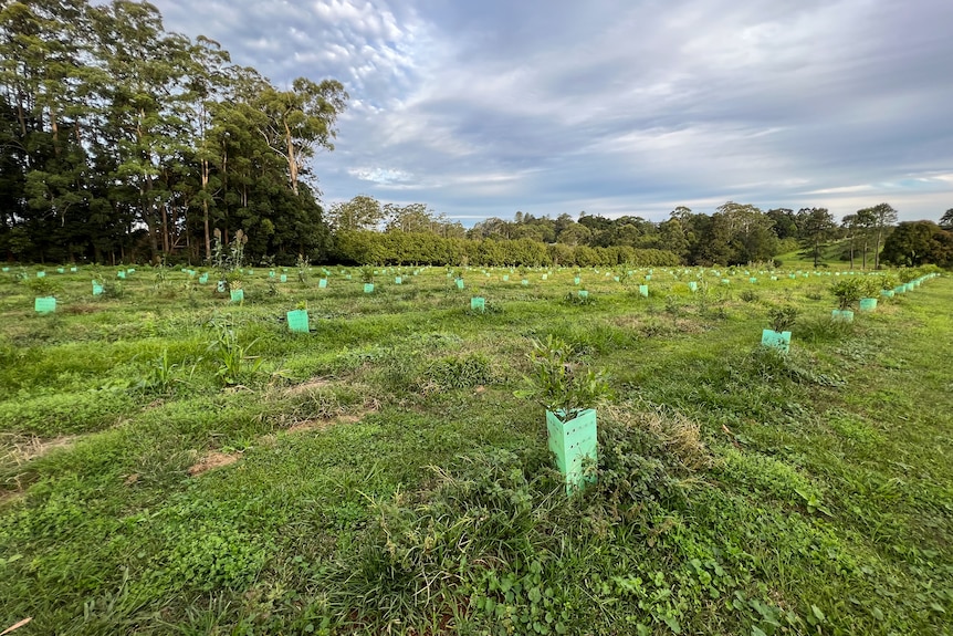 Young macadamia trees planted in an orchard.