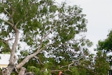 An SES worker tends to a fallen tree in Bowen after Cyclone Anthony made landfall overnight.