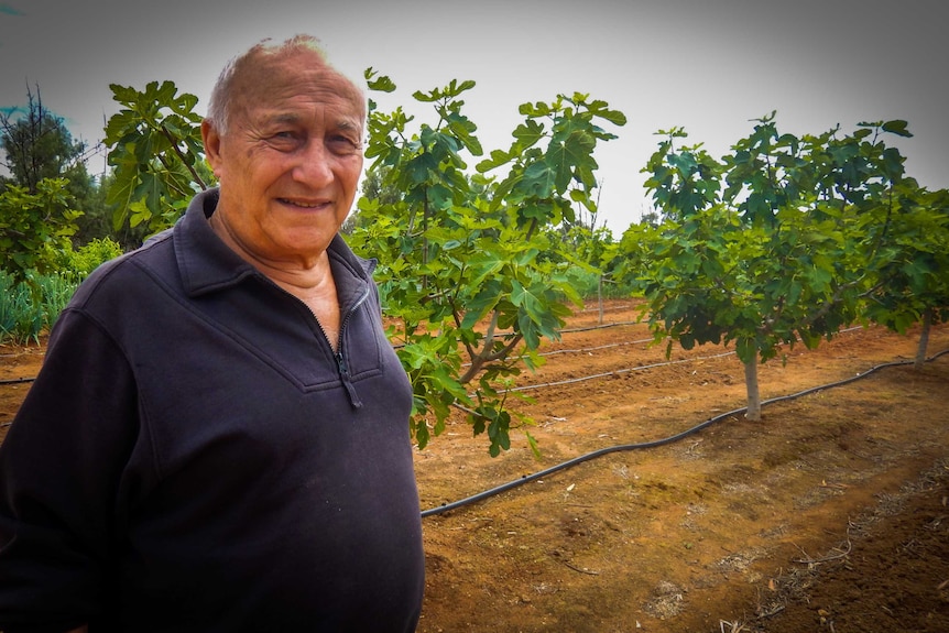 Man standing in fig grove at Robinvale Mildura