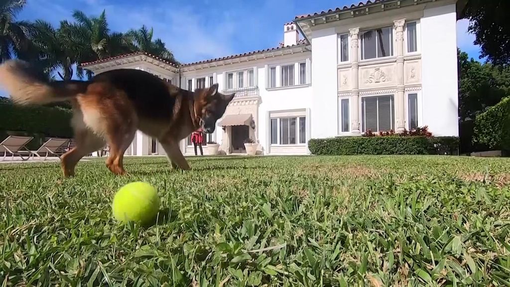 Dog selling Miami mansion bought from Madonna - ABC News