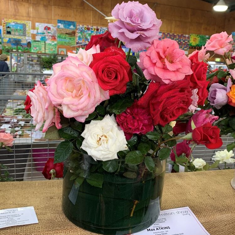 A bunch of Max Atkins roses at the Milton Show