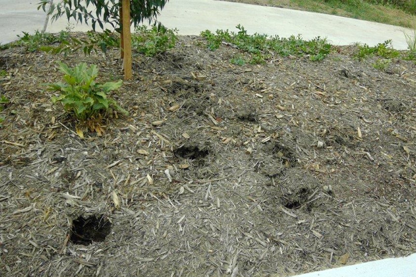 A garden bed riddled with holes where plants used to be.