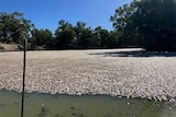 A large pond surface covered with a blanket of dead fish