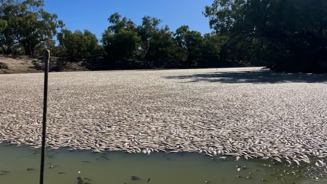 A large pond surface covered with a blanket of dead fish