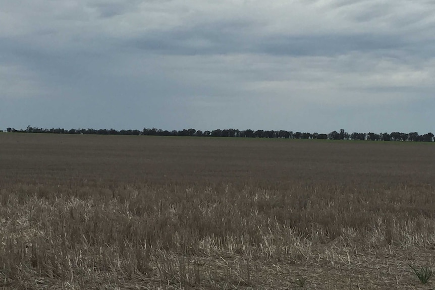 A Wimmera grain paddock.