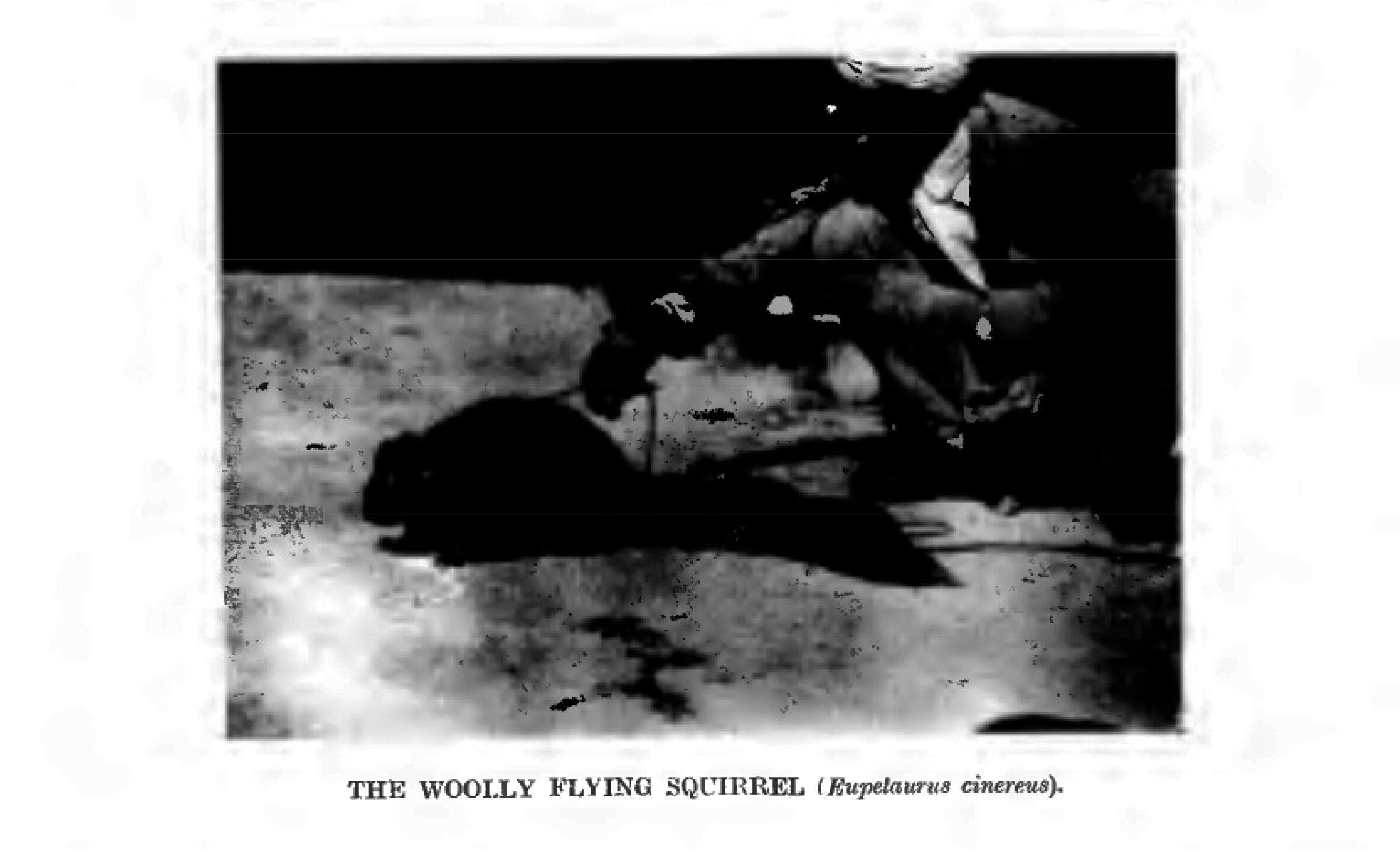 The woolly flying squirrel On the trail of the world's largest glider ABC News