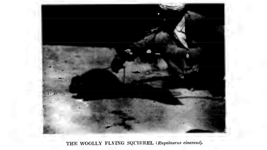Black and white photograph of woolly flying squirrel.