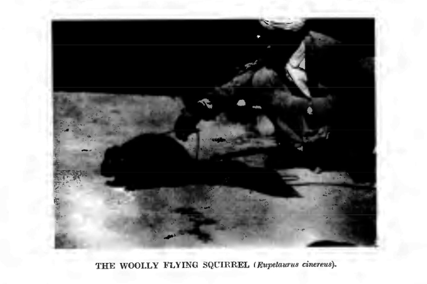 Black and white photograph of woolly flying squirrel.