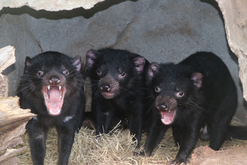 Three Tasmanian Devil joeys under a log, two of them with their mouth open.