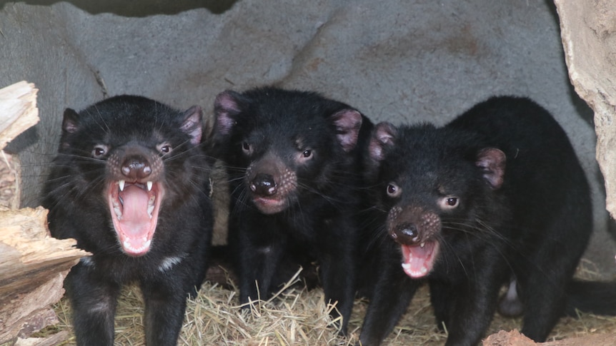 Three Tasmanian devil joeys under a log, two of them with their mouth open.