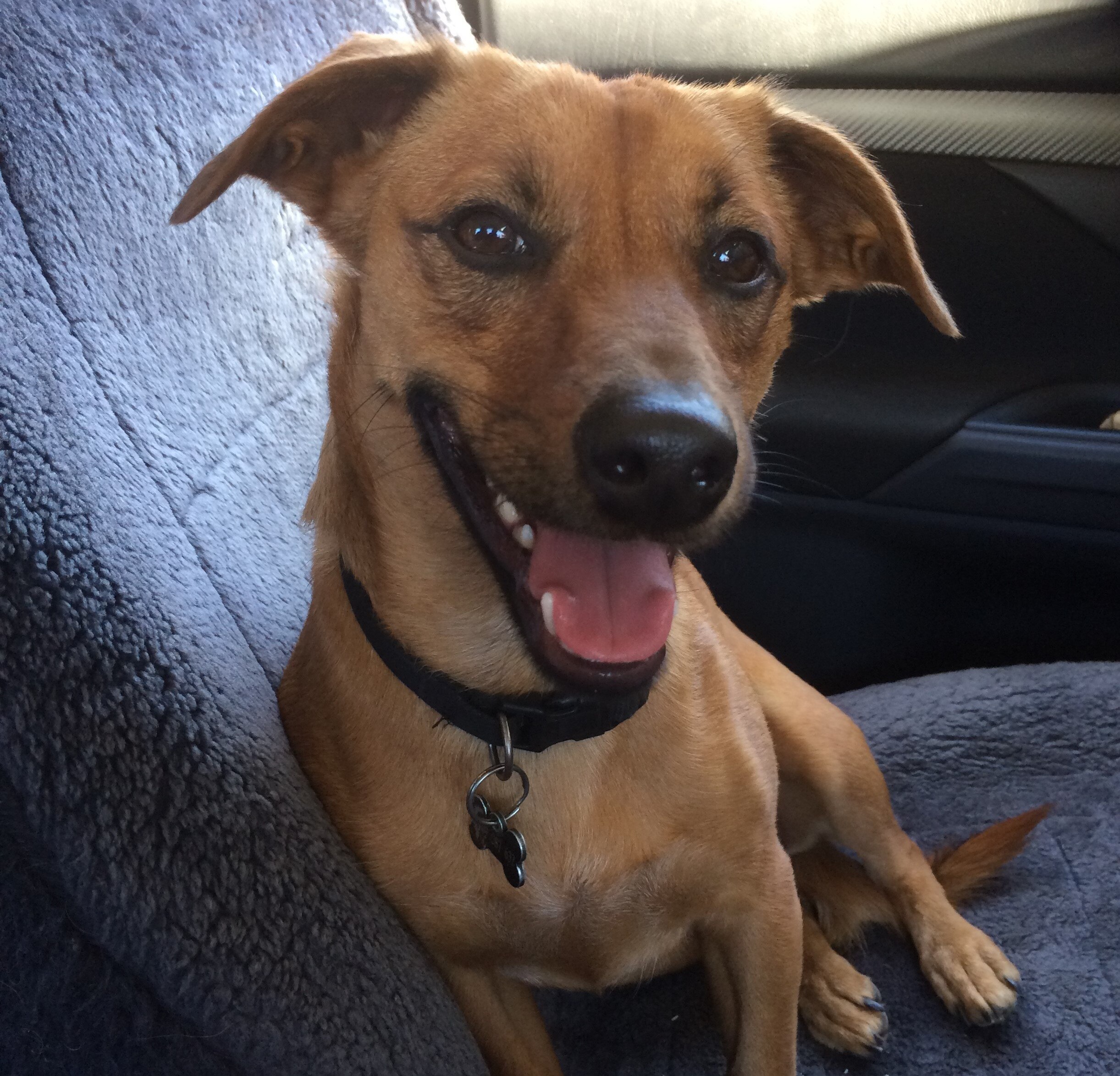 Can I Shoot A Dog Attacking My Chickens