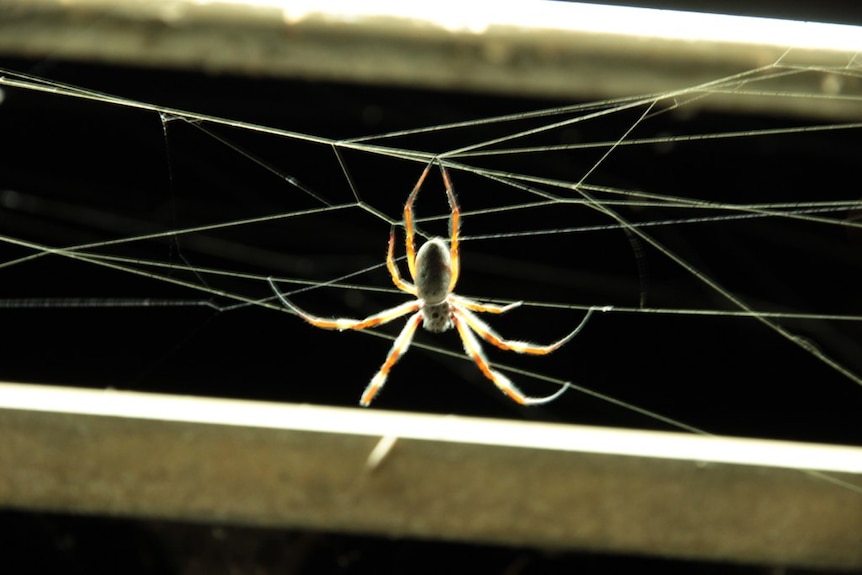 A Golden Orb Weaving spider in its web on the Commonwealth Avenue bridge. April 2016.