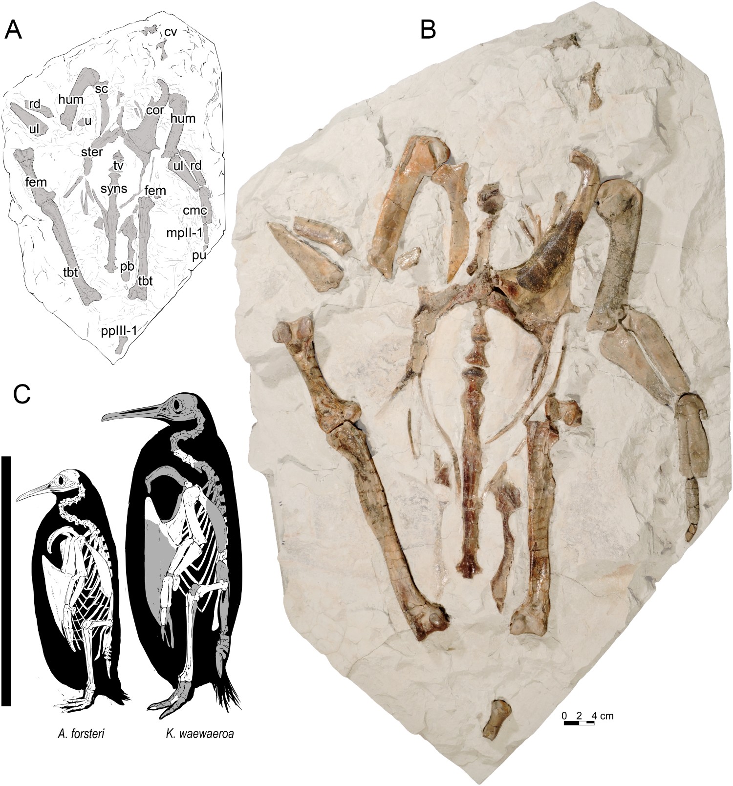 Fossil next to line drawings showing size compared to emperor penguin.