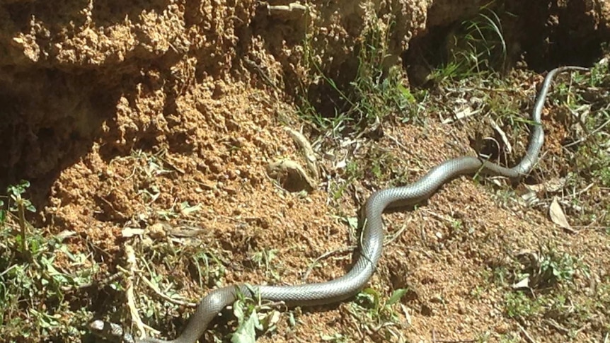 A picture of a brown snake at the Wolulma Christmas tree farm