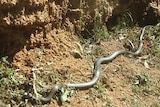 A picture of a brown snake at the Wolulma Christmas tree farm