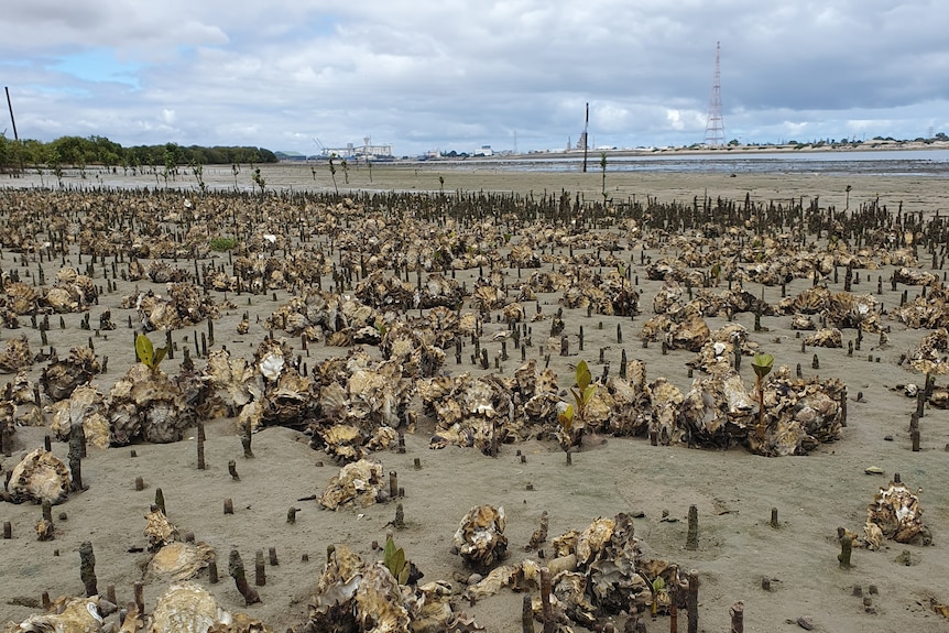 Dozens of oysters on the shore of an island with industrial areas in the background