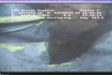 Underwater video of the oil spill