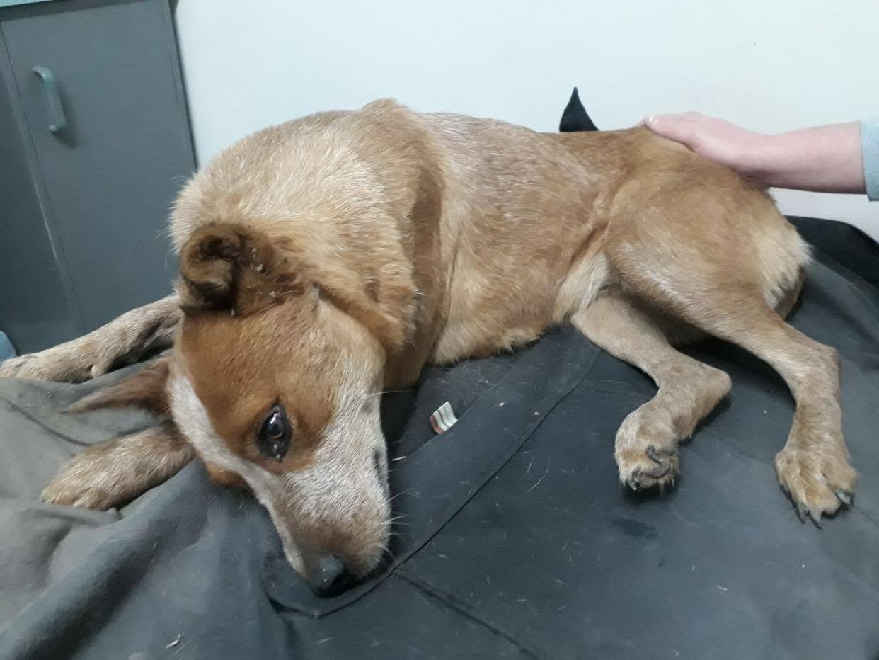 Investigation Underway After Dogs Found Severely Injured On Popular Walkway Abc News